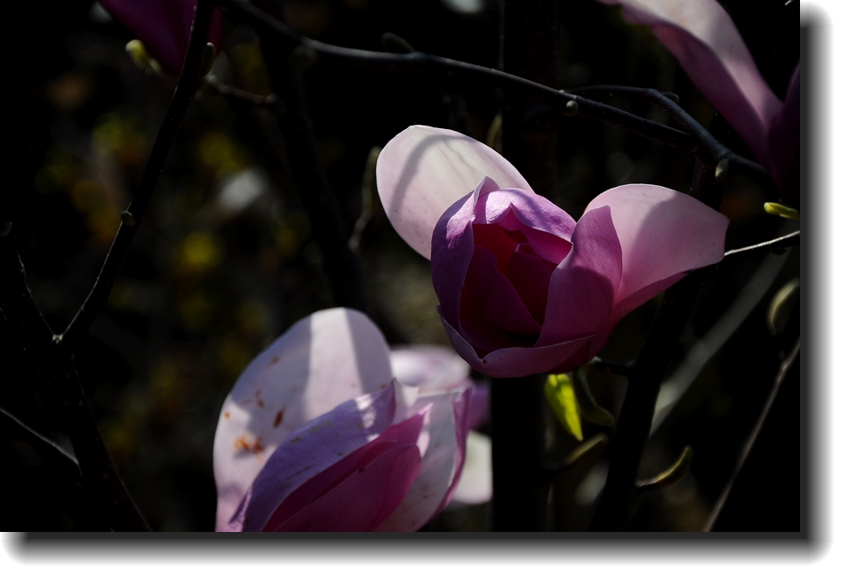 DSC_7530.jpg