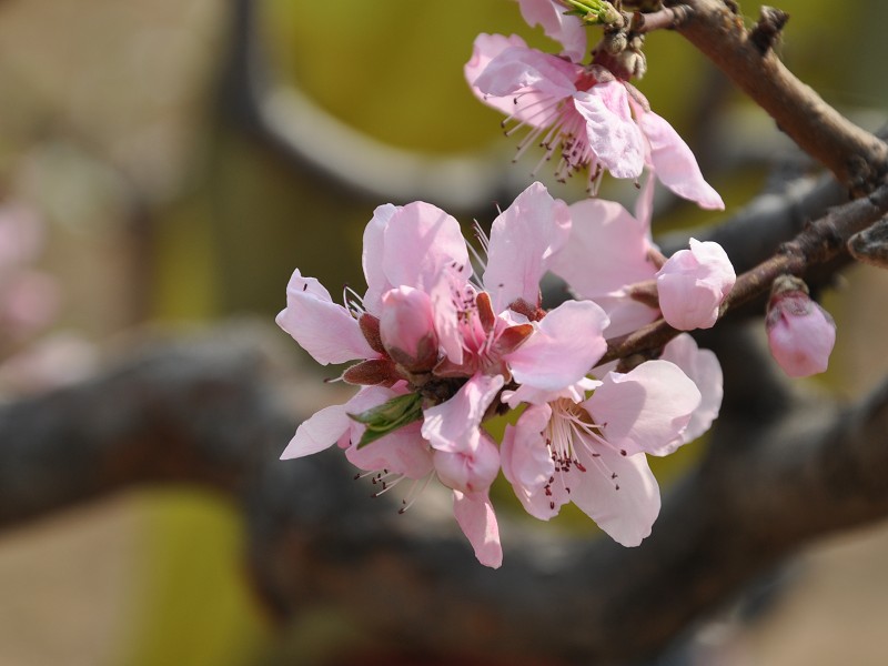 PhotoCap_521.jpg