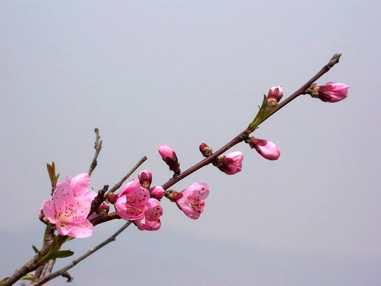 100_2215_缩小大小.JPG