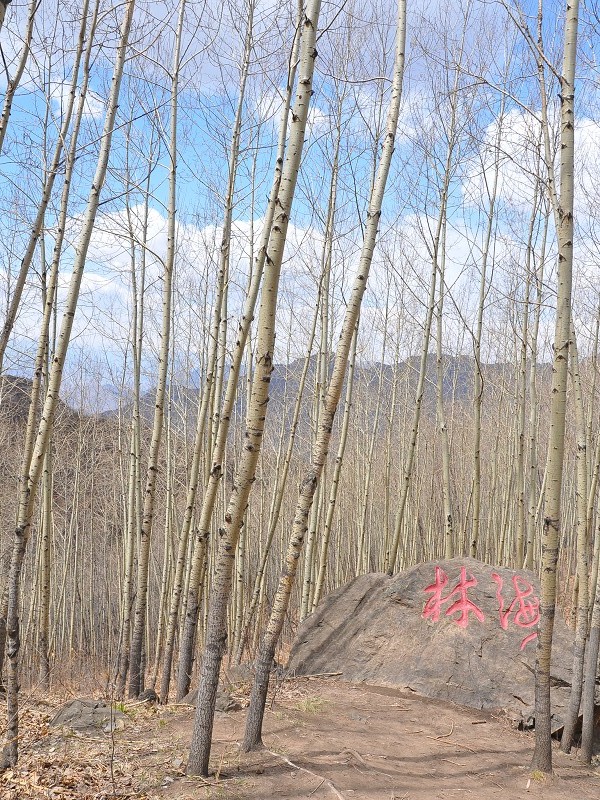 PhotoCap_384.jpg