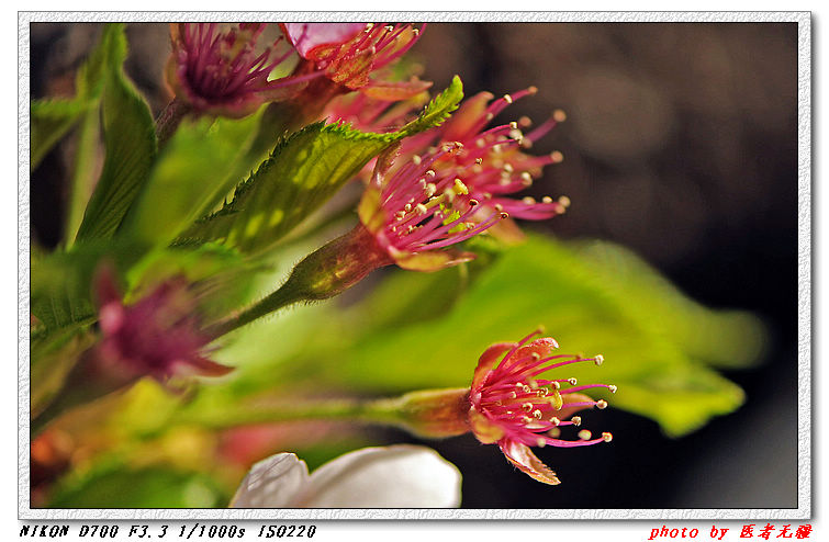 nEO_IMG_樱花 259a.jpg