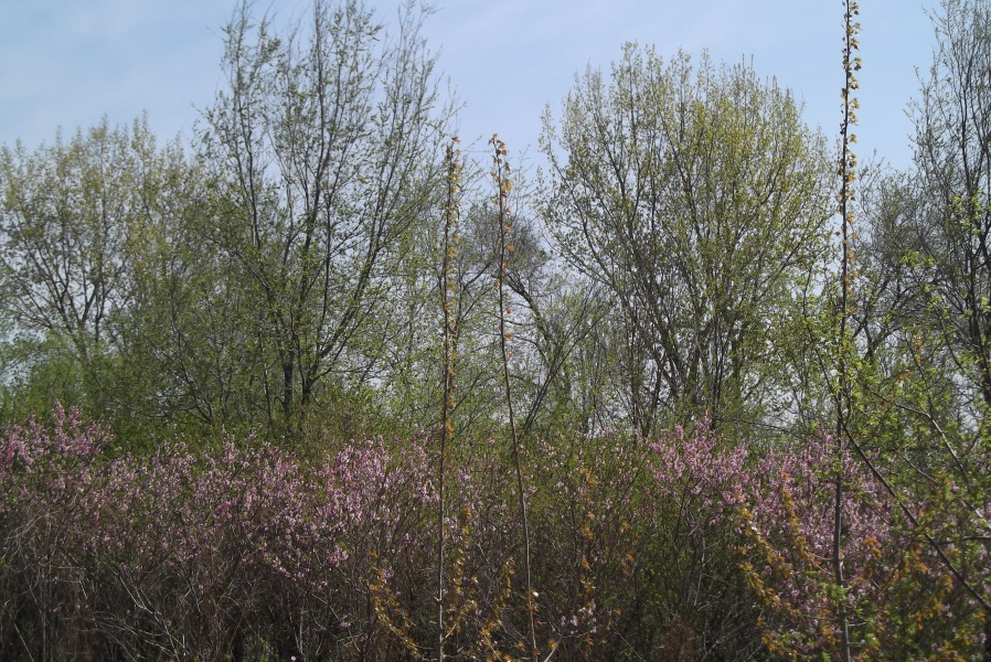 DSCF2127.JPG