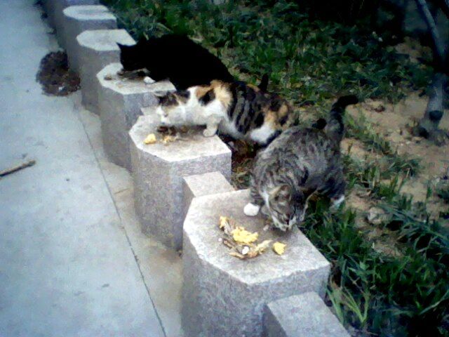 IMG0431A.jpg