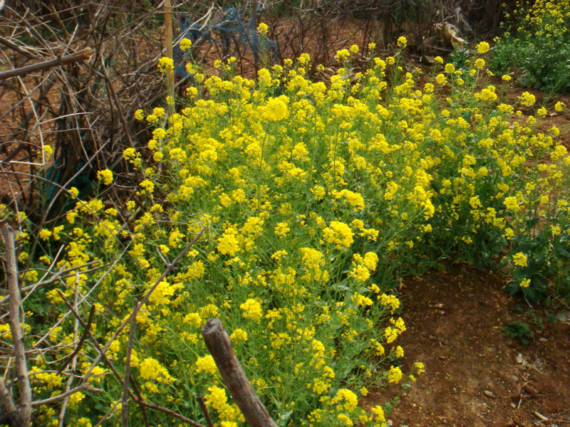 DSC02389.jpg