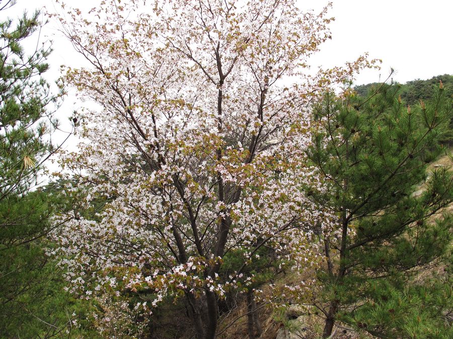 IMG_0085.jpg