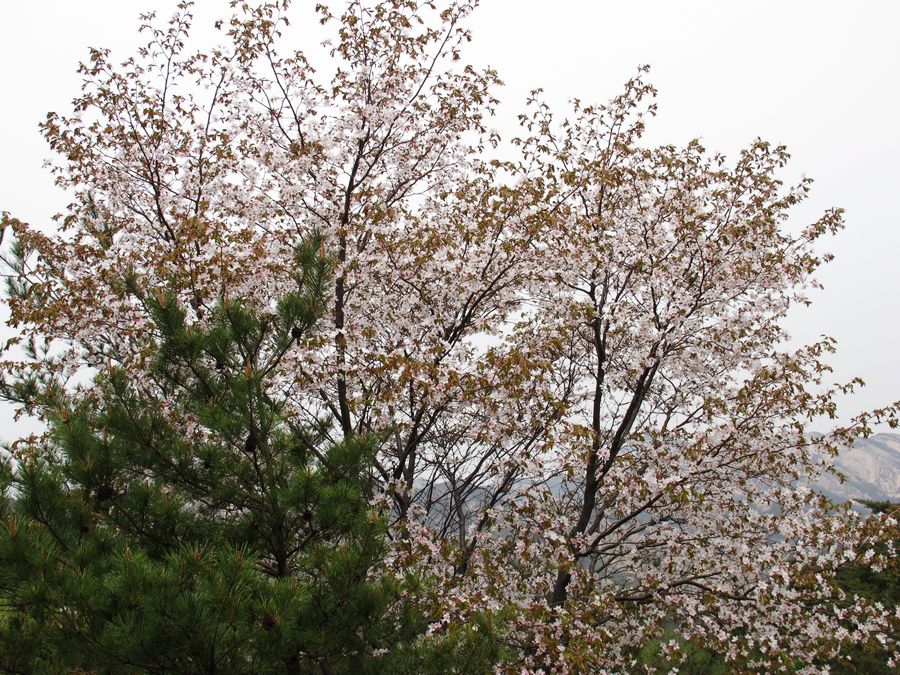 IMG_0087.jpg