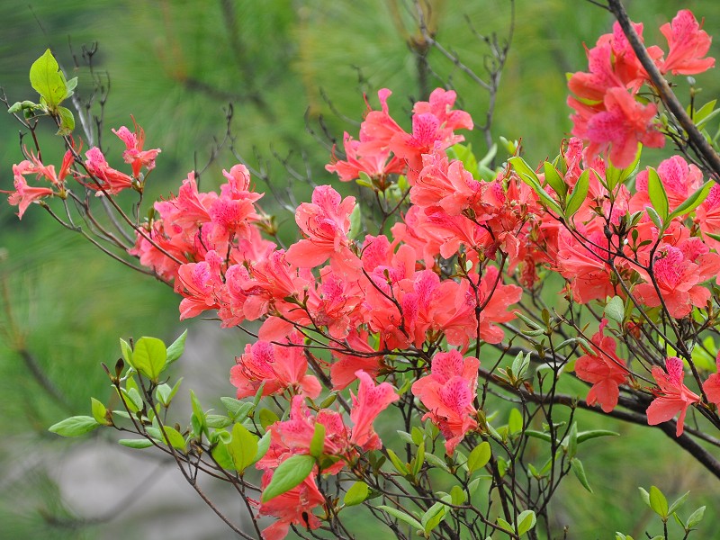 PhotoCap_071.jpg