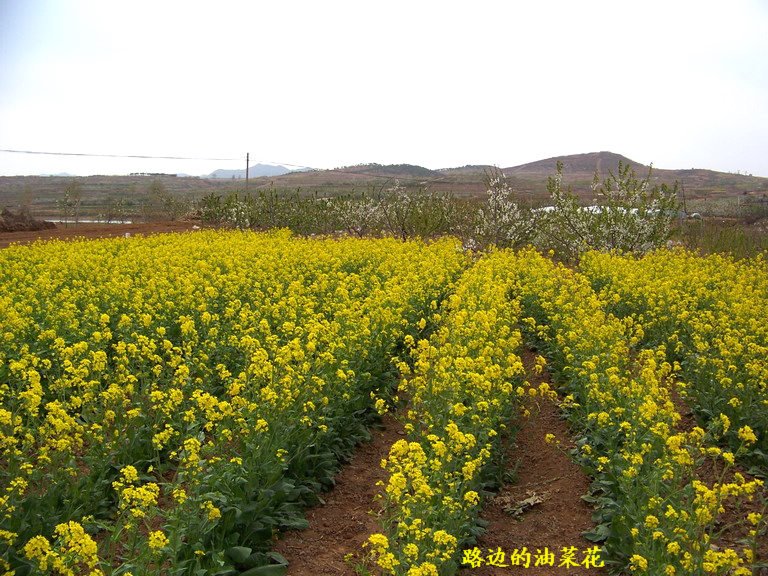 100_2452_缩小大小.JPG