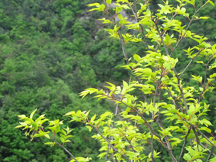 nEO_IMG_徽杭古道 262.jpg