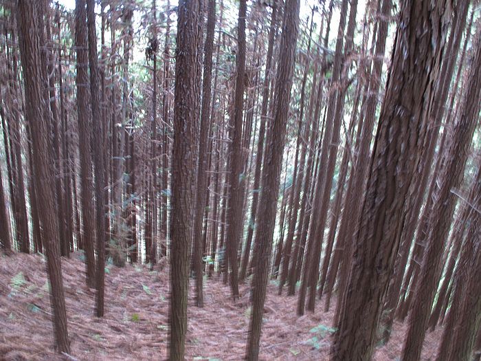 nEO_IMG_徽杭古道 336.jpg