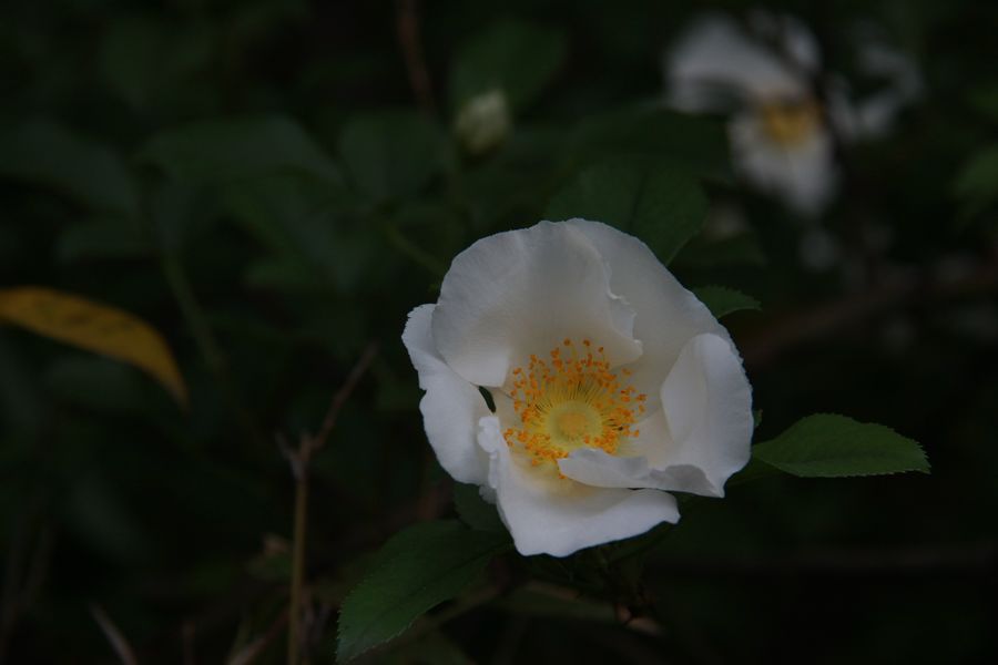 nEO_IMG_20110501徽杭古道 288.jpg