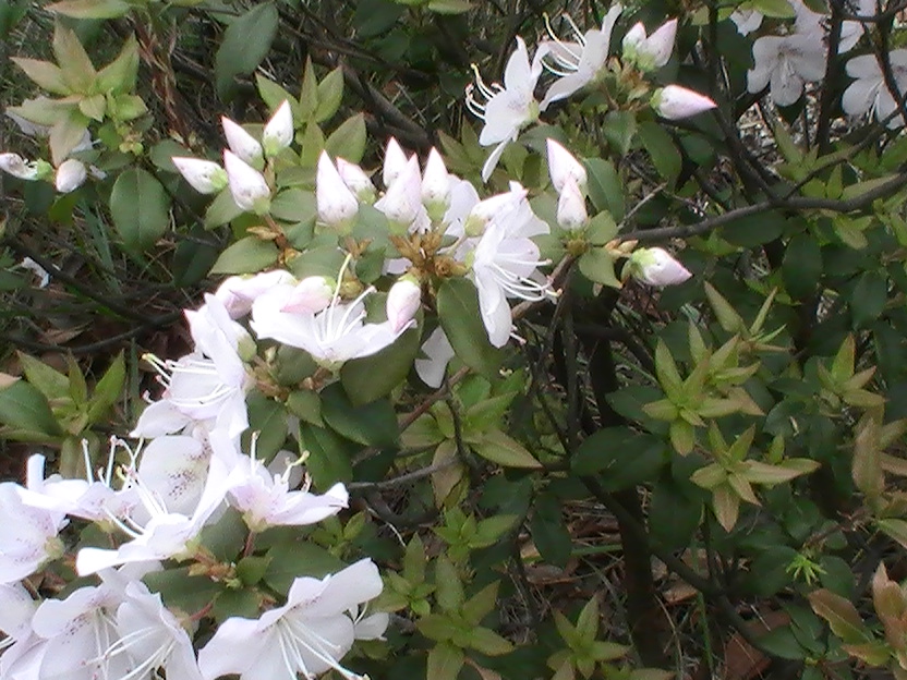 PIC_0333.JPG