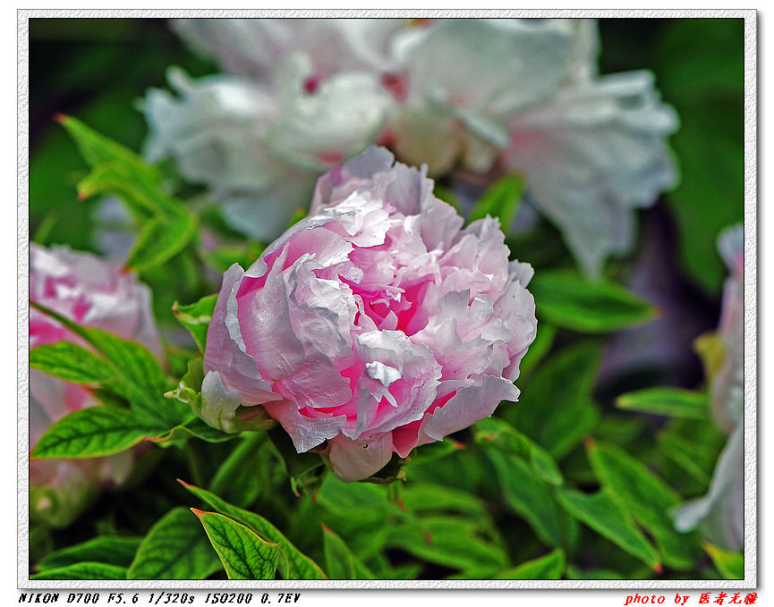 nEO_IMG_菏泽牡丹 (17).jpg