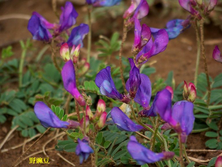 100_2919_缩小大小.JPG