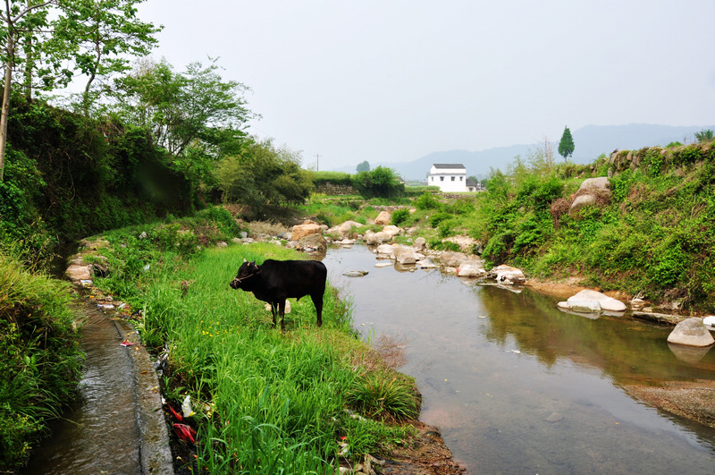 龙须山、徽杭古道 457.jpg