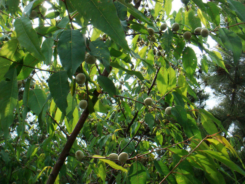 nEO_IMG_DSC02620.jpg
