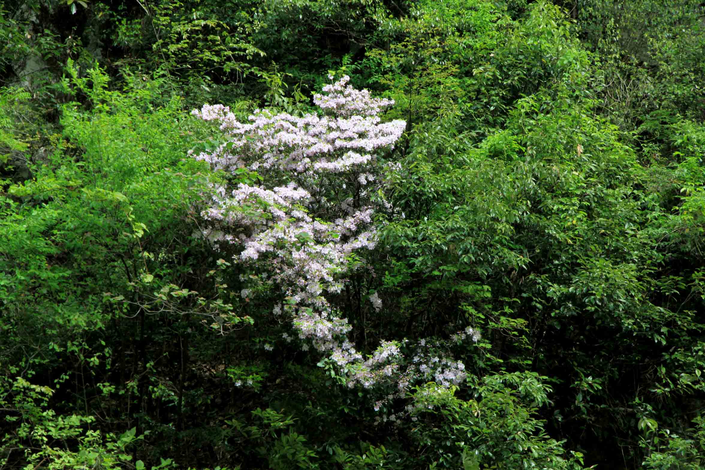 徽杭古道20110501 147-1.jpg