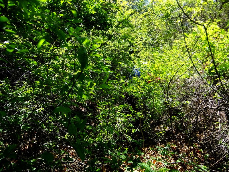 DSCF1695.jpg
