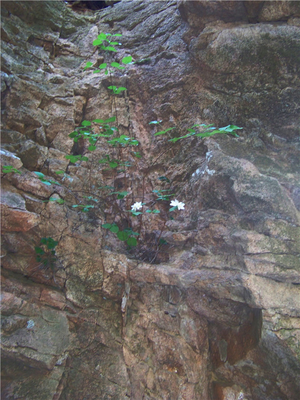 招虎山户外 261_副本.jpg
