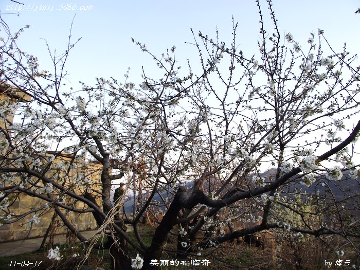 4月中旬樱桃花刚开，院墙外~