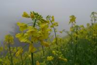 调整大小 黄花.jpg