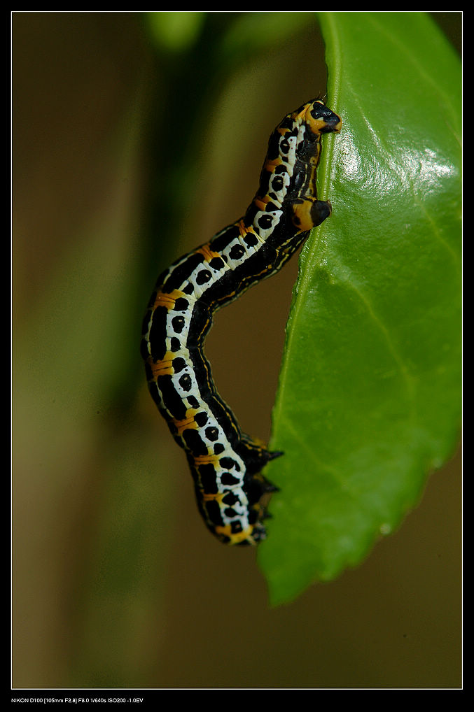 复件 DSC_9260.JPG