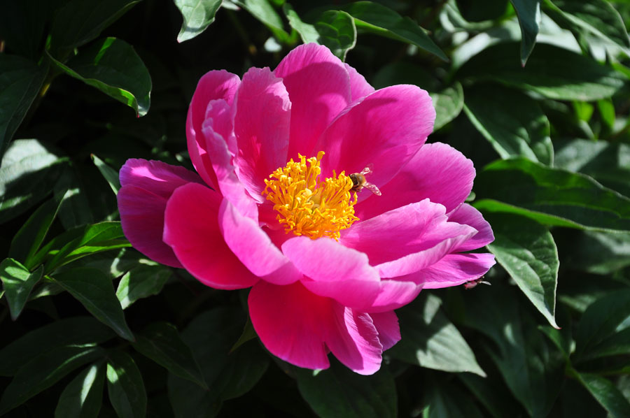 DSC_00051111.jpg