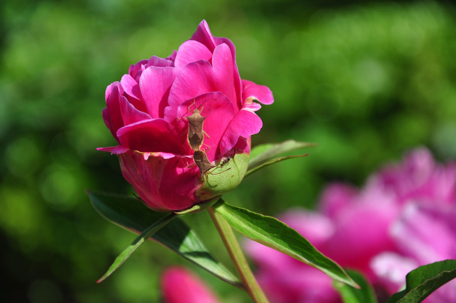 DSC_002111111.jpg
