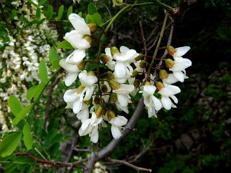 DSCF2191.jpg