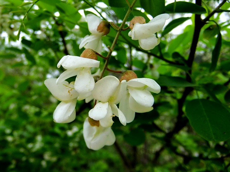 DSCF2204.jpg