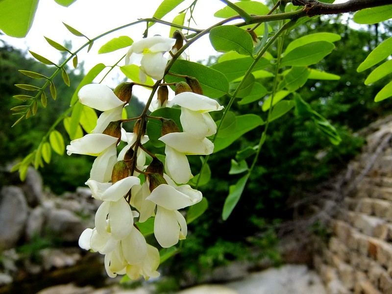 DSCF2323.jpg