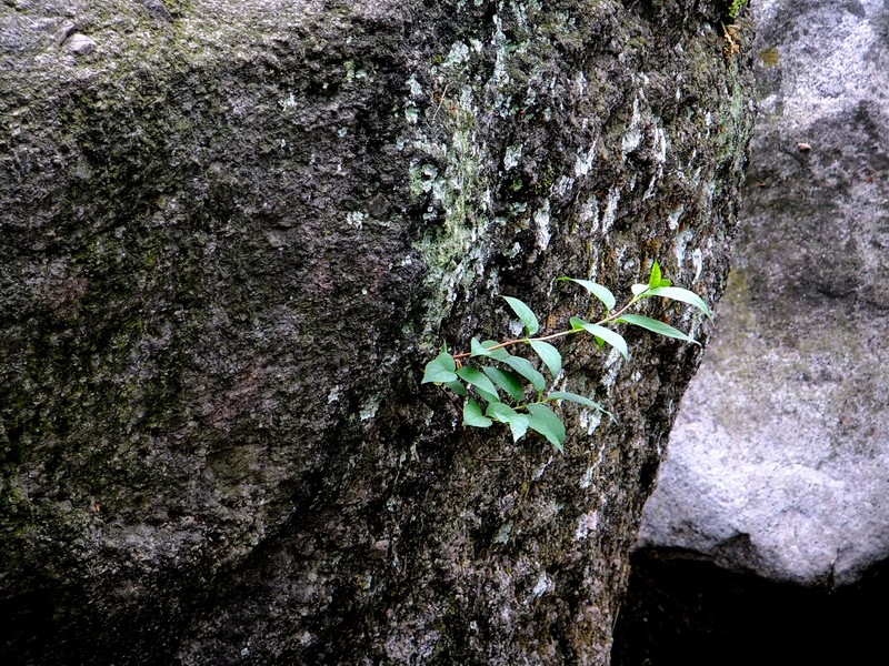 DSCF2269.jpg