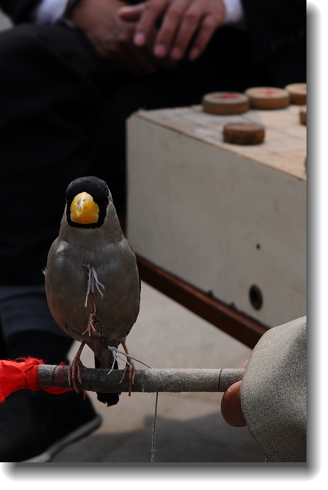 DSC_7832.jpg