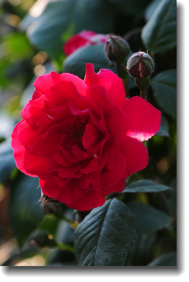 DSC_1303.jpg