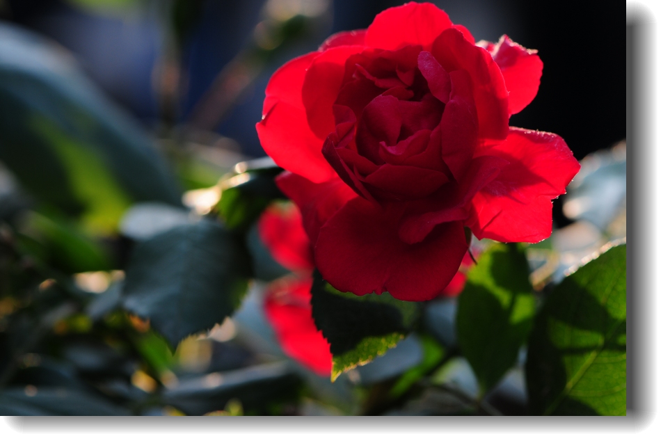 DSC_1310.jpg