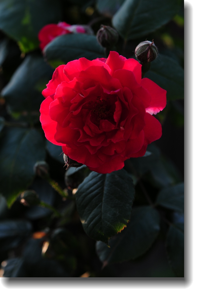 DSC_1307.jpg