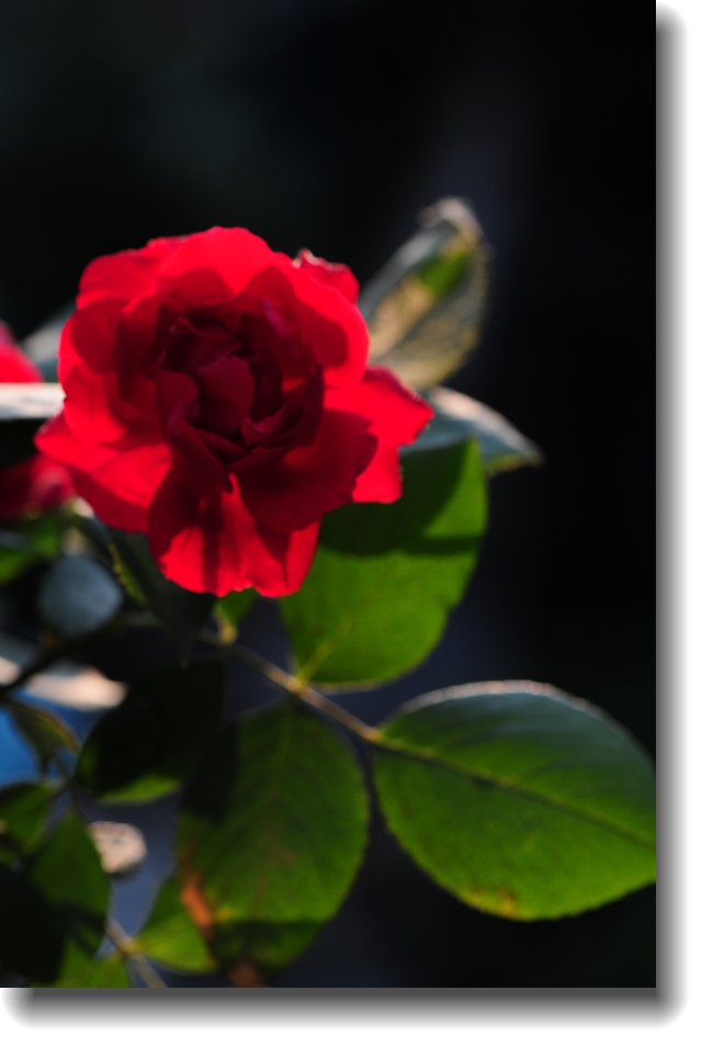 DSC_1300.jpg