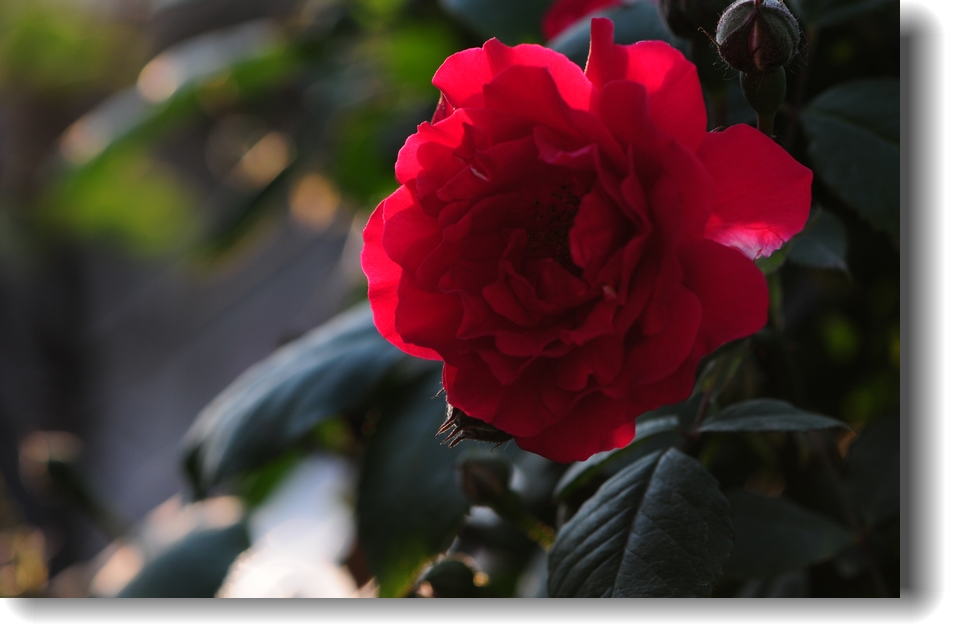 DSC_1312.jpg