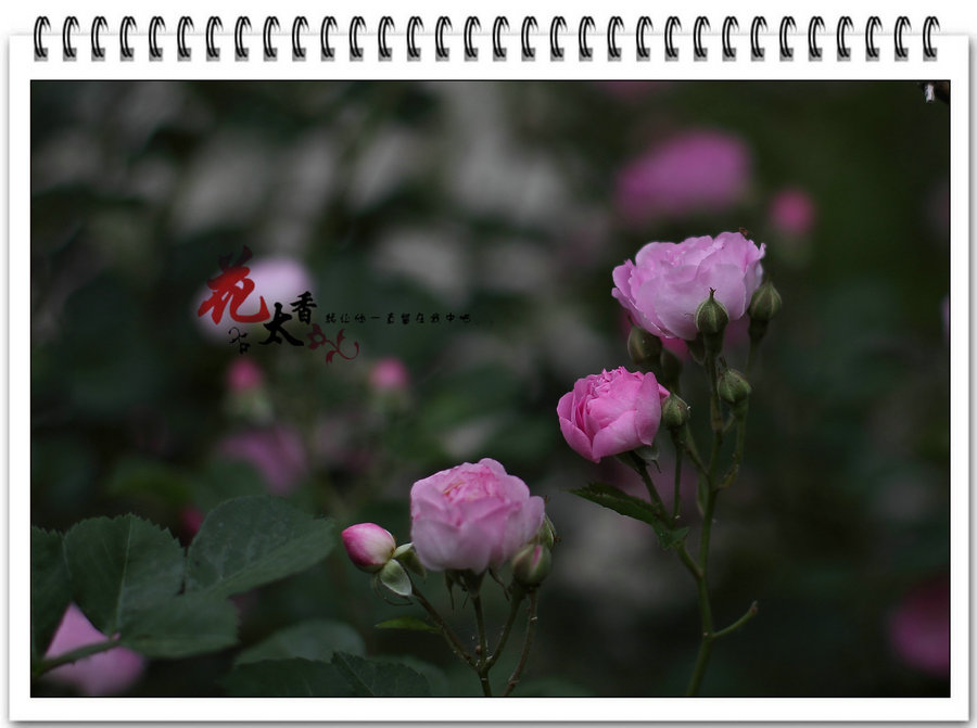 路边的野花.jpg