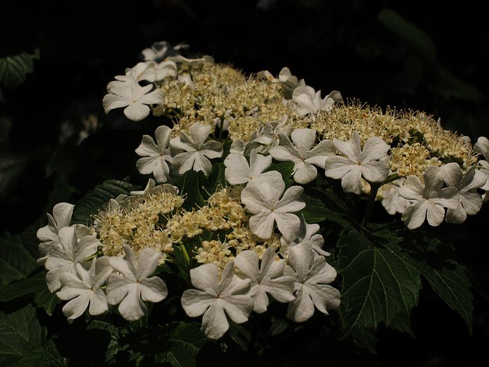 nEO_IMG_11-5-28昆嵛山蒿傋军营 037.jpg