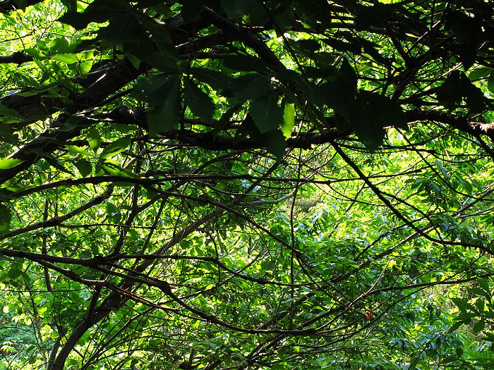 nEO_IMG_11-5-28昆嵛山蒿傋军营 116.jpg