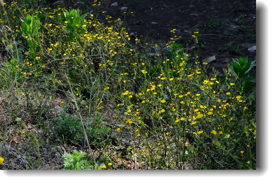 DSC_8208.jpg