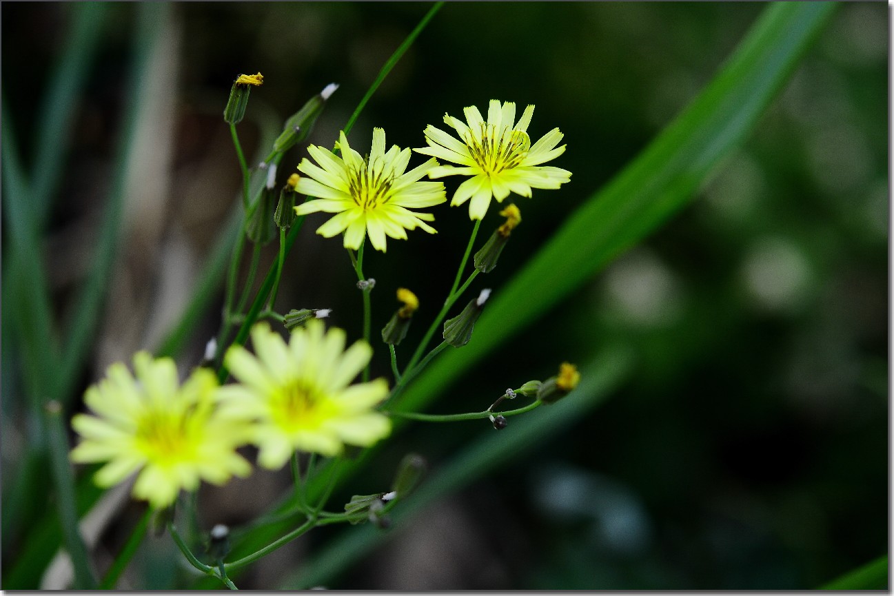 琼花 031.jpg