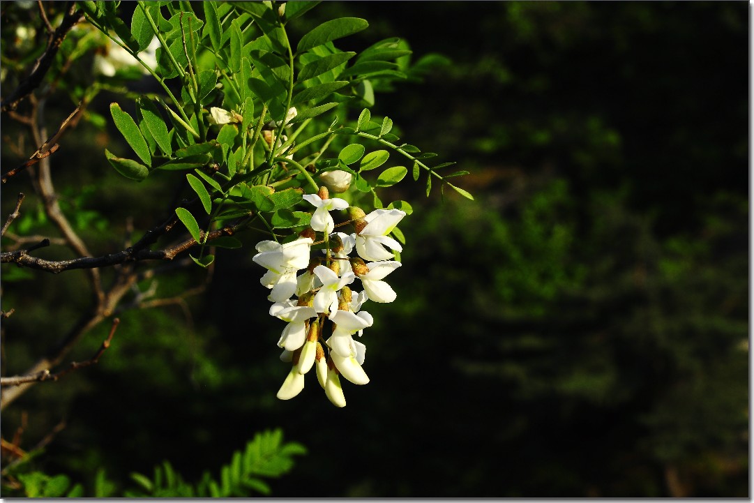再赏琼花 122.jpg