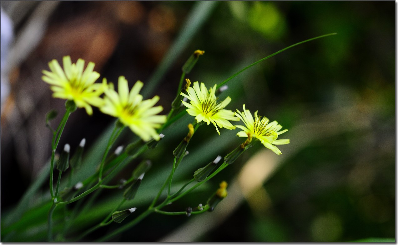 琼花 029.jpg
