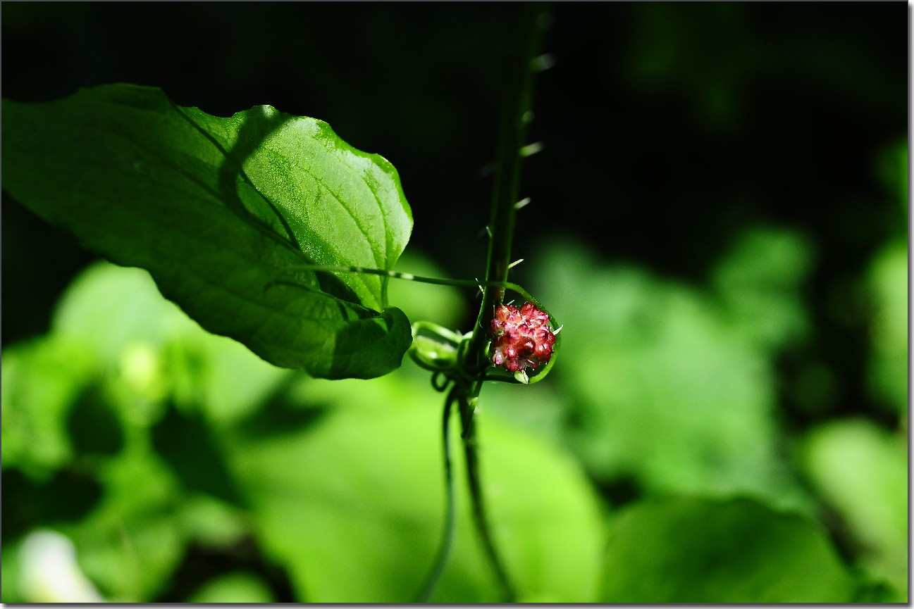 琼花 485.jpg