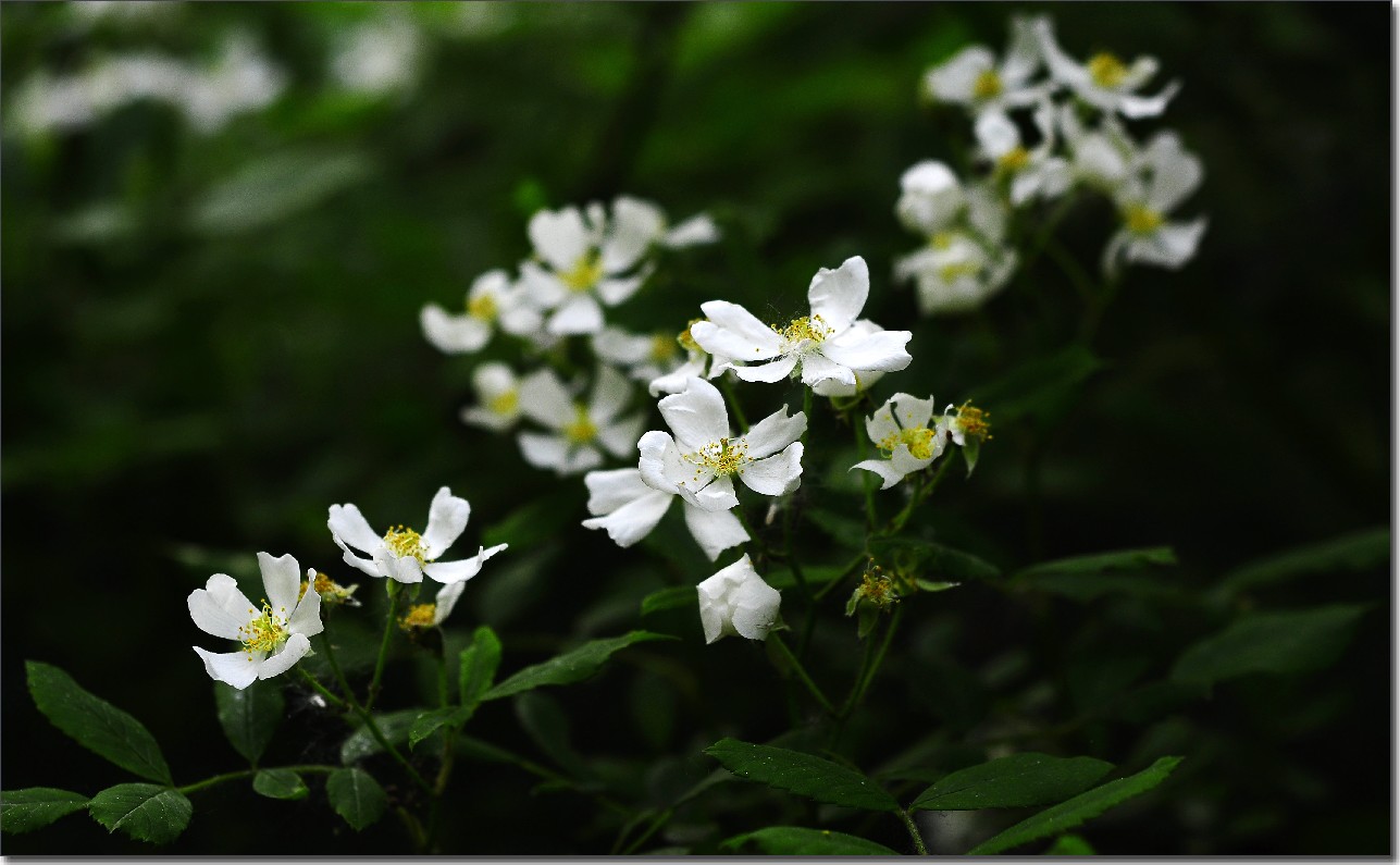 再赏琼花 167.jpg