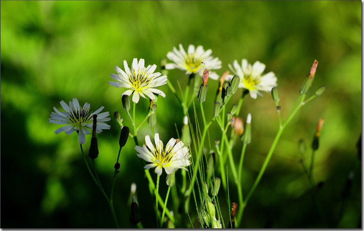 琼花 022.jpg
