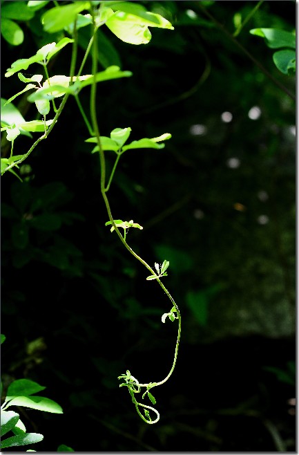琼花 319.jpg