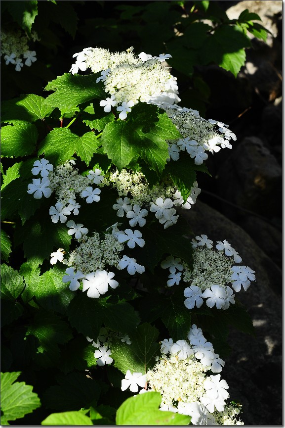 琼花 072.jpg